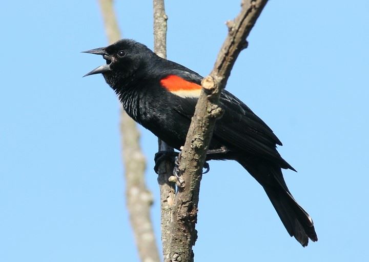 Red-Winged Male Blackbird