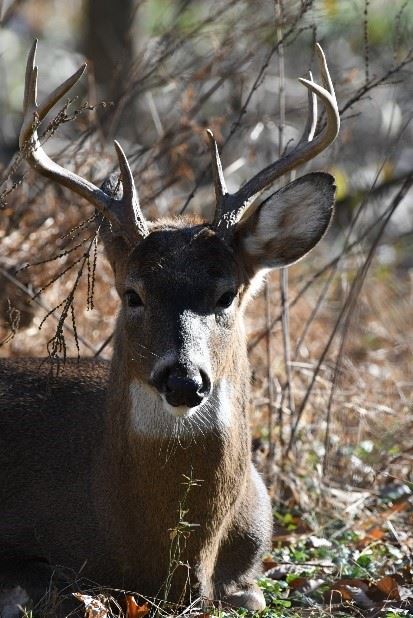White Tailed Deer