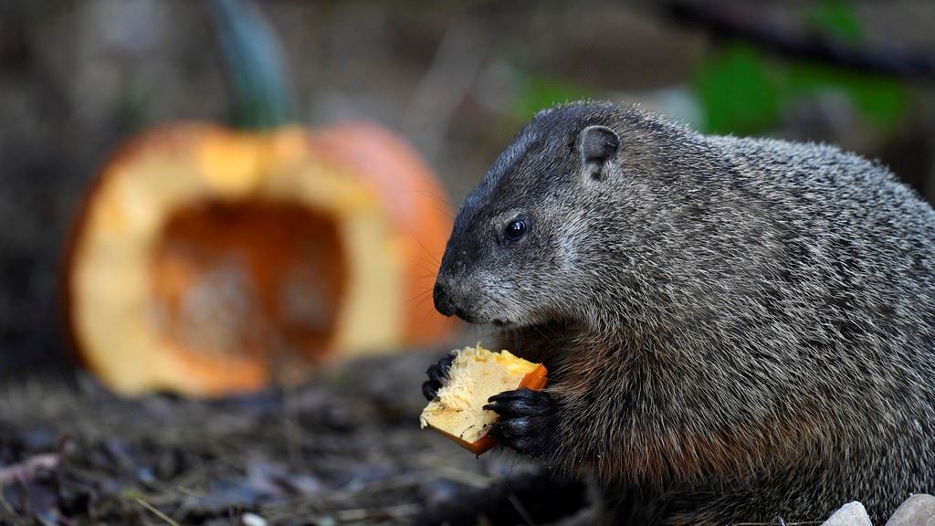Groundhog